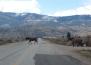 Wild Horses