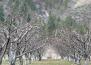 Oliver Orchards