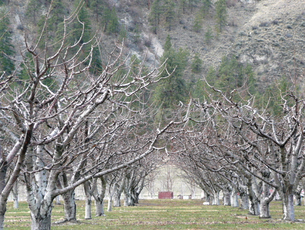 Oliver Orchards, South Okanagan